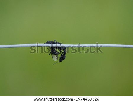 closeup macro of three 3 St Mark's Flies (Bibio marci) in a courtship battle suspended from a fence wire