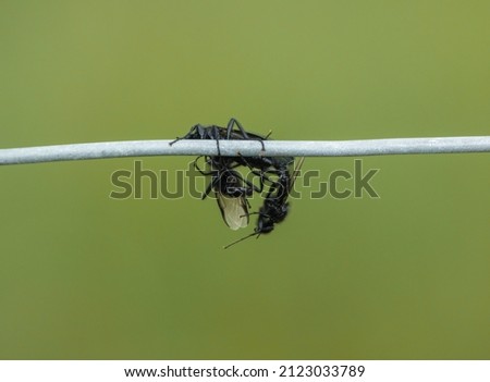closeup macro of a three (3) St Mark's Flies (Bibio marci) in a courtship battle suspended from fence wire