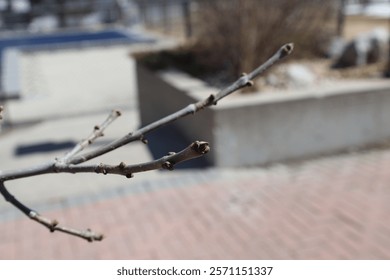 close-up macro tiny buds appear on tree branches as spring warming proceeds