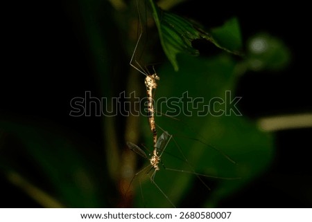 Close-up macro of two craneflies mating on a green leaf in Pulau Ubin, Singapore, highlighting their slender legs and delicate wings.