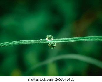 Close-up macro of two dew drops clinging to a green grass blade, reflecting natural surroundings. The image captures freshness, balance, and serenity in a lush, green environment.