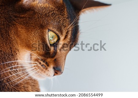 closeup macro view of Abyssinian cat sitting