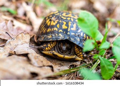 84 Woodland Box Turtle Images, Stock Photos & Vectors | Shutterstock