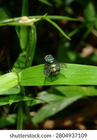 A close-up macro view of a dark fly with distinctive light blue or white eyes resting quietly on a green grass leaf blade.