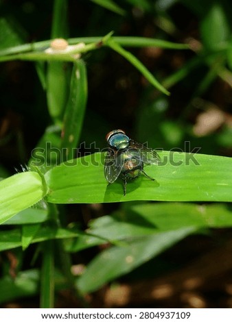 A close-up macro view of a dark fly with distinctive light blue or white eyes resting quietly on a green grass leaf blade.