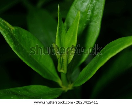 Close-up macro view of dense young foliage (Plantae) growing at the tip of a branch.