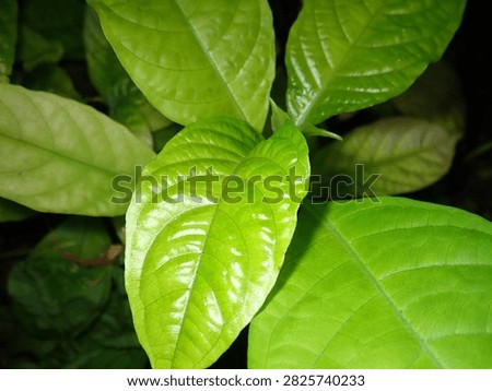 Close-up macro view of dense young foliage (Plantae) growing at the tip of a branch.
