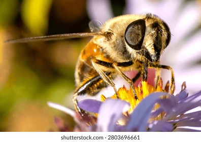 A close-up macro view of a drone fly (Eristalis tenax), a beneficial hoverfly species that closely resembles a honey bee while remaining completely harmless and incapable of stinging. This important pollinator is feeding on pollen and nectar, contributing to healthy ecosystems and supporting biodiversity. The detailed image highlights its distinctive body patterns, transparent wings, and natural behavior in a garden environment. Ideal for concepts related to entomology, wildlife, pollination, conservation, ecology, biodiversity, nature, insects, environmental science, and sustainable agriculture.