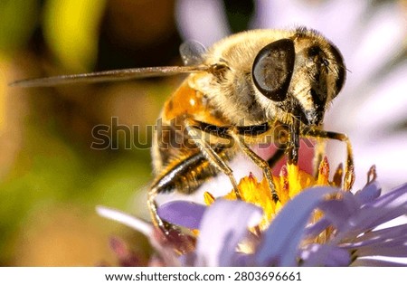 A close-up macro view of a drone fly (Eristalis tenax), a beneficial hoverfly species that closely resembles a honey bee while remaining completely harmless and incapable of stinging. This important pollinator is feeding on pollen and nectar, contributing to healthy ecosystems and supporting biodiversity. The detailed image highlights its distinctive body patterns, transparent wings, and natural behavior in a garden environment. Ideal for concepts related to entomology, wildlife, pollination, conservation, ecology, biodiversity, nature, insects, environmental science, and sustainable agriculture.