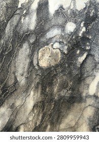 Close-up macro view of dynamic patterns on dark, weathered tree bark texture.