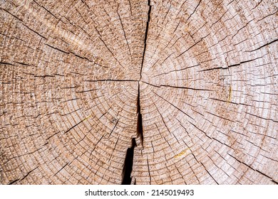 Closeup macro view of end cut wood tree section with cracks and annual rings. Natural organic texture with cracked and rough surface. Flat wooden surface with annual rings. High quality photo