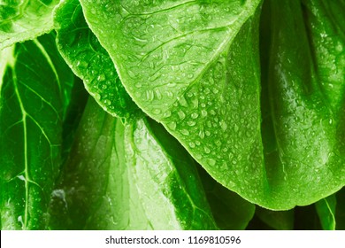 Close-up macro view of fresh green Lettuce leaves with water drops, high resolution - Powered by Shutterstock