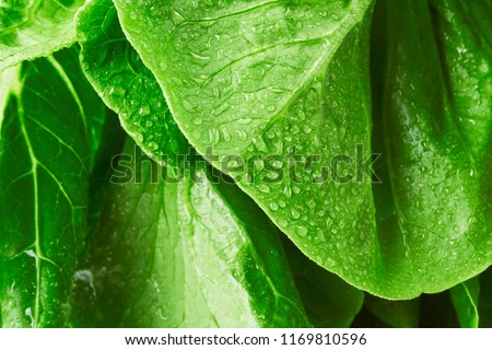 Close-up macro view of fresh green Lettuce leaves with water drops, high resolution