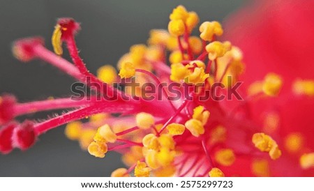 Similar – Image, Stock Photo Anthers in a red flower