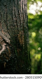 A close-up macro view of a large cicada insect clinging to the mossy bark of a tree trunk in a forest