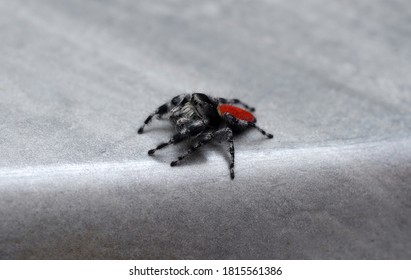 Close-up macro view of a male red-back jumping spider