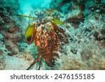 Close-up macro view of Peacock Mantis Shrimp, Odontodactylus scyllarus, hunting on coral reef