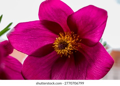 Close-up macro view of a single blooming fuchsia anemone flower showcasing its intricate details and rich color