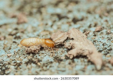 Close-up macro view of a termite worker crawling on the ground, searching for food, showcasing the insect's anatomy and behavior in its natural habitat