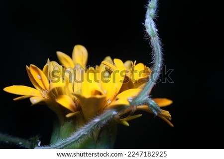 close-up or macro view of a  tiny vine on a beautiful yellow-color Marigold flower. flower and vine or relationship concept. dark background.