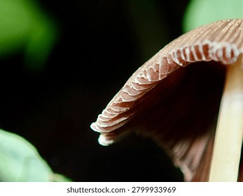 A close-up macro view of the underside of a brown mushroom cap with a water droplet, revealing the gill structure in fine detail.