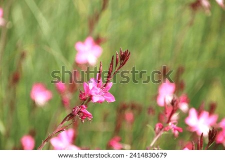 Closeup Macroflower: red small flower
