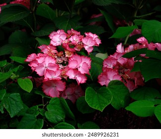 Closeup of the magenta pink flower of the late summer flowering  Rose Mallow, Tree Hollyhock garden shrub hibiscus syriacus magenta chiffon. - Powered by Shutterstock