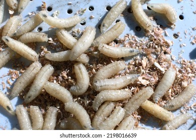Close-up of the maggots. Macro shot of the larvae. Bait for catching fish.