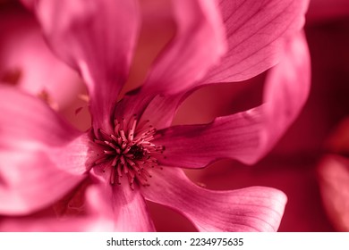 Close-up magnolia flower colored in Viva Magenta - color of the year 2023. Natural floral banner with copy space. Main trend concept. Place for text. Vivid spring background.
