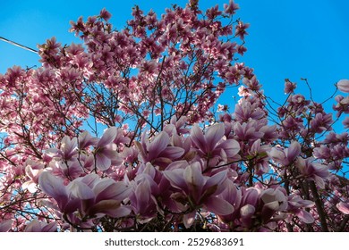 Close-up of a magnolia tree with many pink flowers. Branches are covered in vibrant blossoms. Stunning display of color against blue sky. Beauty and fleeting nature of spring. Renewal, growth concept - Powered by Shutterstock