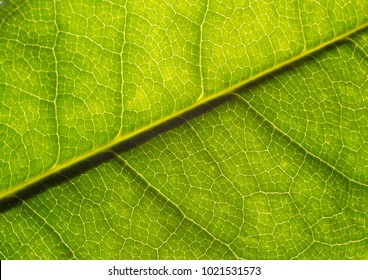 Close-up Of A Magnolia (Magnolia Virginiana)  Leaf