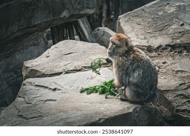 A close-up of a Magot monkey perched on a rock in a zoo enclosure - Powered by Shutterstock