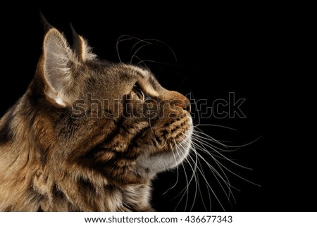 Similar – Image, Stock Photo Cat in the bush Bushes