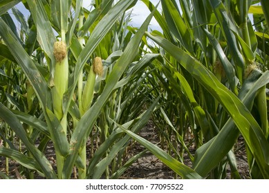 Closeup to a maize or corn plantation with ripe maize-ears.