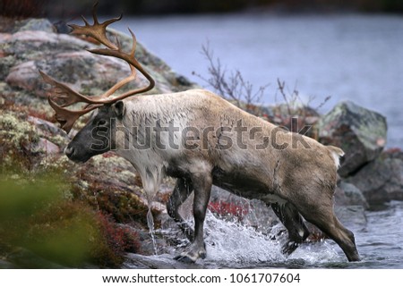 Closeup of a majestic Caribou coming out of the water onto the shoreline