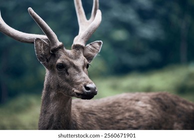 A close-up of a majestic deer with large antlers in a lush forest. Its focused gaze and rich brown fur stand out against the blurred green background - Powered by Shutterstock