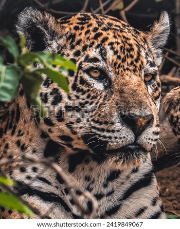 Close-Up of a Majestic Jaguar Amidst Foliage - Wildlife Photography
Jaguar Portrait in Greenery - Nature and Wildlife