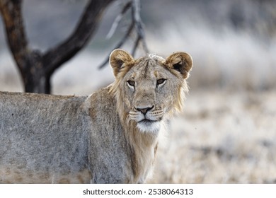 A closeup of a majestic lioness resting on grass in the beautiful Lewa Wildlife Conservancy in Kenya - Powered by Shutterstock