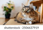 A close-up of a majestic long-haired cat, in a living room, looking at the camera