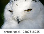 close-up of majestic snowy owl (Bubo scandiacus) portrait