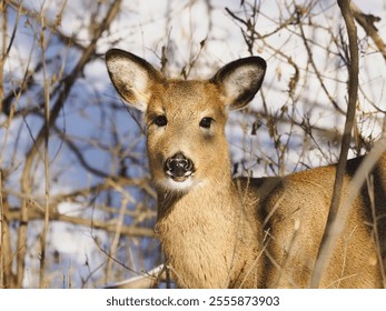 Closeup of a majestic white-tailed deer standing in a snow-covered fir forest under a bright winter sun - Powered by Shutterstock