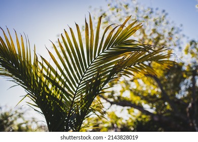 Closeup Majesty Palm Frond Ravenea Rivularis Stock Photo 2143828019 ...