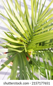 A Closeup Of A Majesty Palm Plant Under The Sunlight