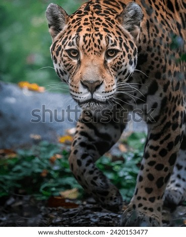Close-Up Majesty: A Leopard’s Prowl in Lush Greenery
A Leopard’s Hunt: Capturing the Intensity and Beauty of a Wild Cat
Spots and Grass: A Detailed View of a Leopard’s Coat and Habitat