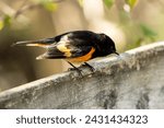 Closeup of a male American Redstart perching on a fence during spring migration, Ontario, Canada.
Scientific name is Setophaga ruticilla.