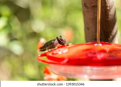 Nectar Eating Bird Images Stock Photos Vectors Shutterstock