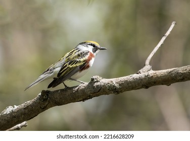 Closeup of male Chestnut-sided Warbler perching on  a branch during spring migration in Ontario,Canada.Scientific name of this bird is Dendrioca pensylvanica - Shutterstock ID 2216628209