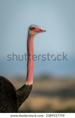 Close-up of male common ostrich with catchlight