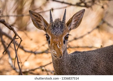 Close-up of male dik dik head and face looking directly at camera with big brown eyes and visible eyelashes. Soft focus nature background. 