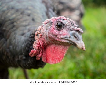 Close-up of a male domestic turkey (Meleagris gallopavo) in the green blurred background
